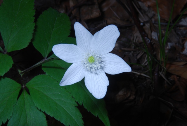 Anemonoides trifolia subsp. trifolia / Anemone trifoliata